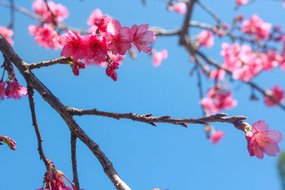 Low angle view of pink flowers on branch