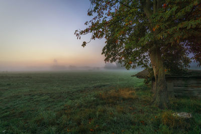 Oak tree on meadow during misty morning in autumn