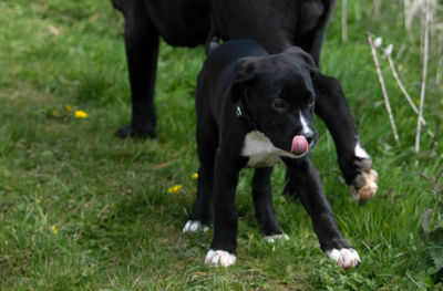 Dog standing on grassy field