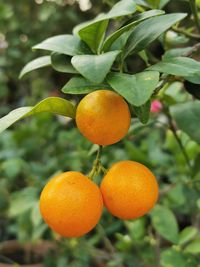 Close-up of oranges growing on tree