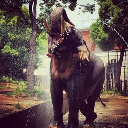 Close-up of goat in the dark