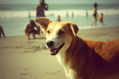 Dog looking away at beach