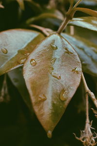 Close-up of raindrops on leaves