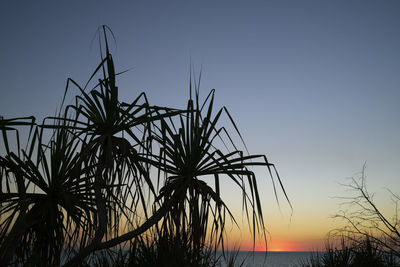 Low angle view of silhouette trees against sky during sunset