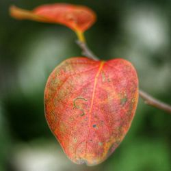 Close-up of red leaves