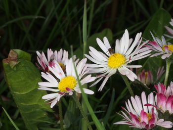 Close-up of white flowering plants