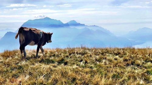 View of a horse on field against mountain range