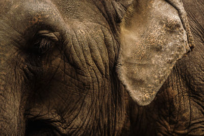 Close-up of elephant