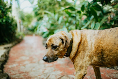 Portrait of dog looking away