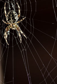 Low angle view of spider on web at night