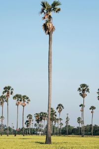 Palm trees against clear blue sky