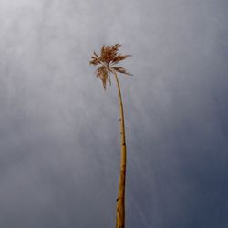 Low angle view of tree against sky