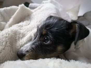 Close-up of a dog resting on bed