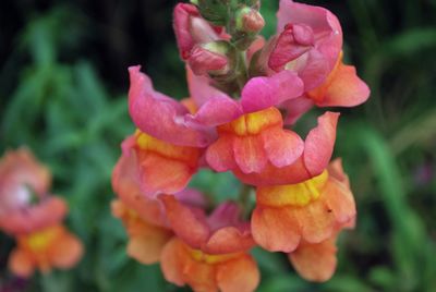 Close-up of rose blooming outdoors