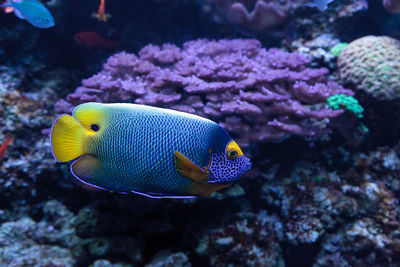 Close-up of blueface angelfish swimming in sea