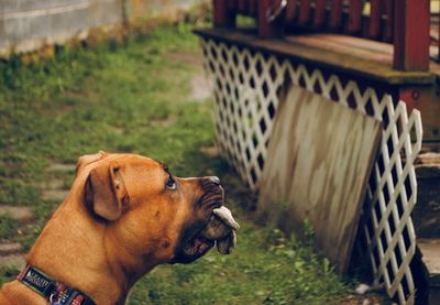 Close-up of dog looking away on field