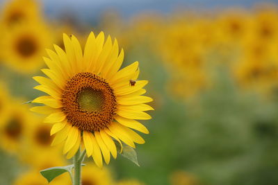 Close-up of yellow sunflower