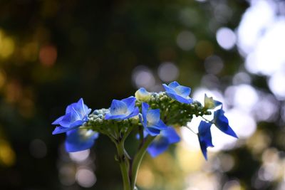 Close-up of purple flowering plant