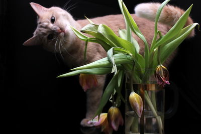 Faded tulips and a curious red cat. a bouquet of faded tulips stands in a vase on a black background