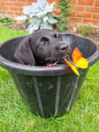 Black dog in a field