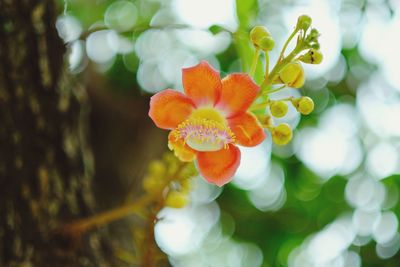 Close-up of flowers blooming outdoors