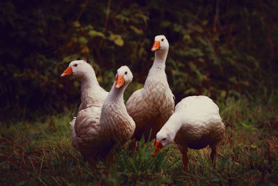 Close-up of ducks on grass