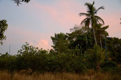 Low angle view of palm trees against sky during sunset