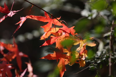 Close-up of red maple leaves on tree