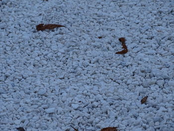 High angle view of bird on snow