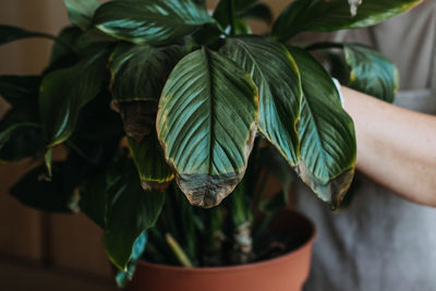 Houseplants diseases. indoor plants diseases disorders identification and treatment, houseplants