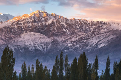 Scenic view of forest and snowcapped mountains during winter