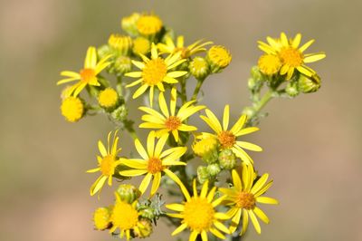 Close-up of yellow flowering plant