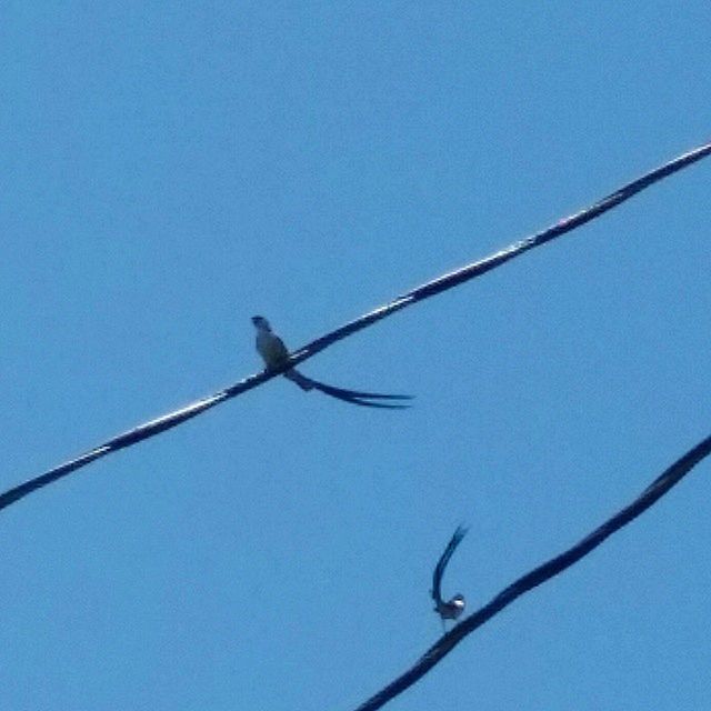 low angle view, clear sky, blue, animal themes, animals in the wild, wildlife, perching, bird, copy space, cable, one animal, power line, nature, day, outdoors, no people, branch, twig, barbed wire, sky