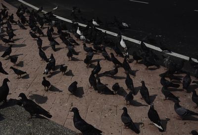 Low section of birds on cobblestone
