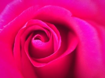 Macro shot of red rose