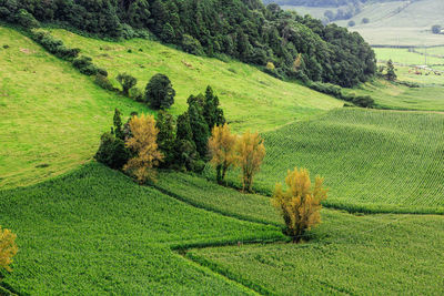 Scenic view of agricultural field