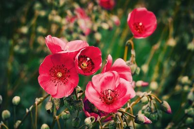 Close-up of pink poppy blooming outdoors