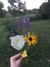 Close-up of hand holding purple flowering plant