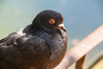 Close-up of pigeon perching on railing