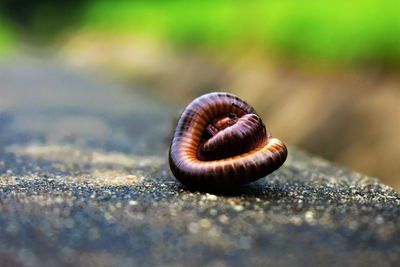 Close-up of centipede on rock