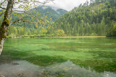 Scenic view of lake in forest