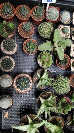 High angle view of succulent plants