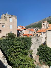 Plants and buildings against clear blue sky