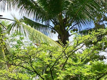 Low angle view of trees