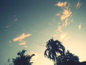 Low angle view of tree against sky during sunset