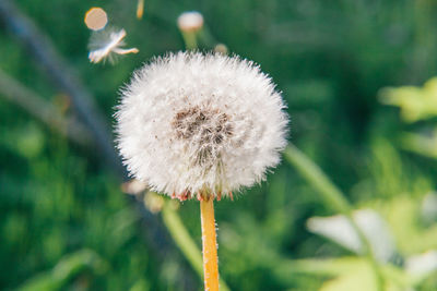 Close-up of white dandelion flower