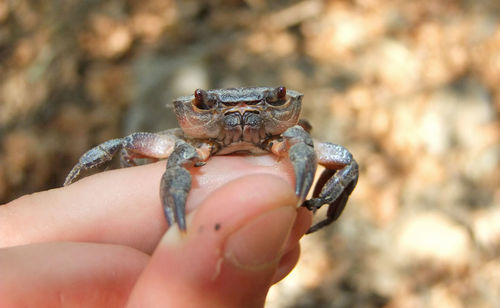 Close-up of hand holding crab