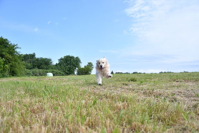 View of dog on field against sky