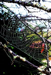 Low angle view of spider web on tree against sky