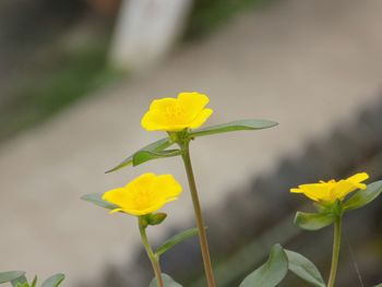 Close-up of yellow flowers blooming outdoors